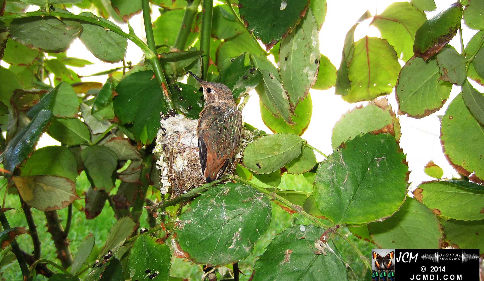 Allens Hummingbird chick and nest image 3-28-2014